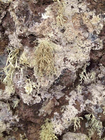 [Ramalina jamesii]
